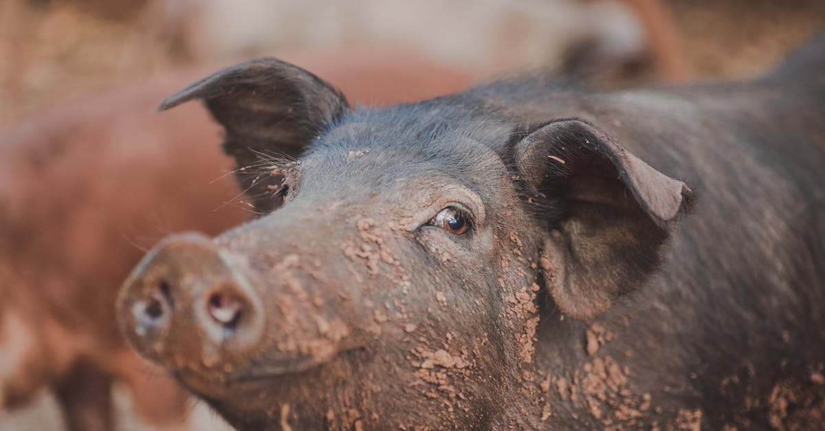 découvrez tout sur le concept de 'sow' : définition, utilisation en entreprise, et conseils pour optimiser la rédaction d'une sow (statement of work) efficace.