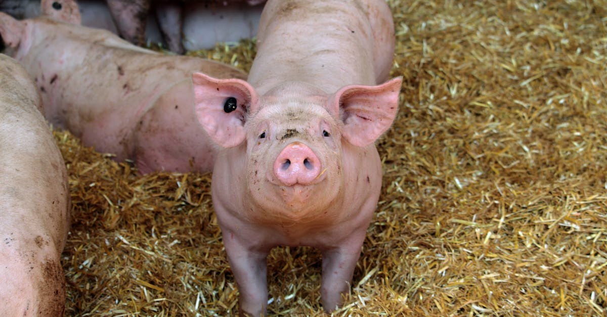 découvrez tout ce qu'il faut savoir sur le sow (statement of work) : définition, éléments clés, conseils pour rédiger un sow efficace et exemples pratiques pour optimiser vos projets professionnels.