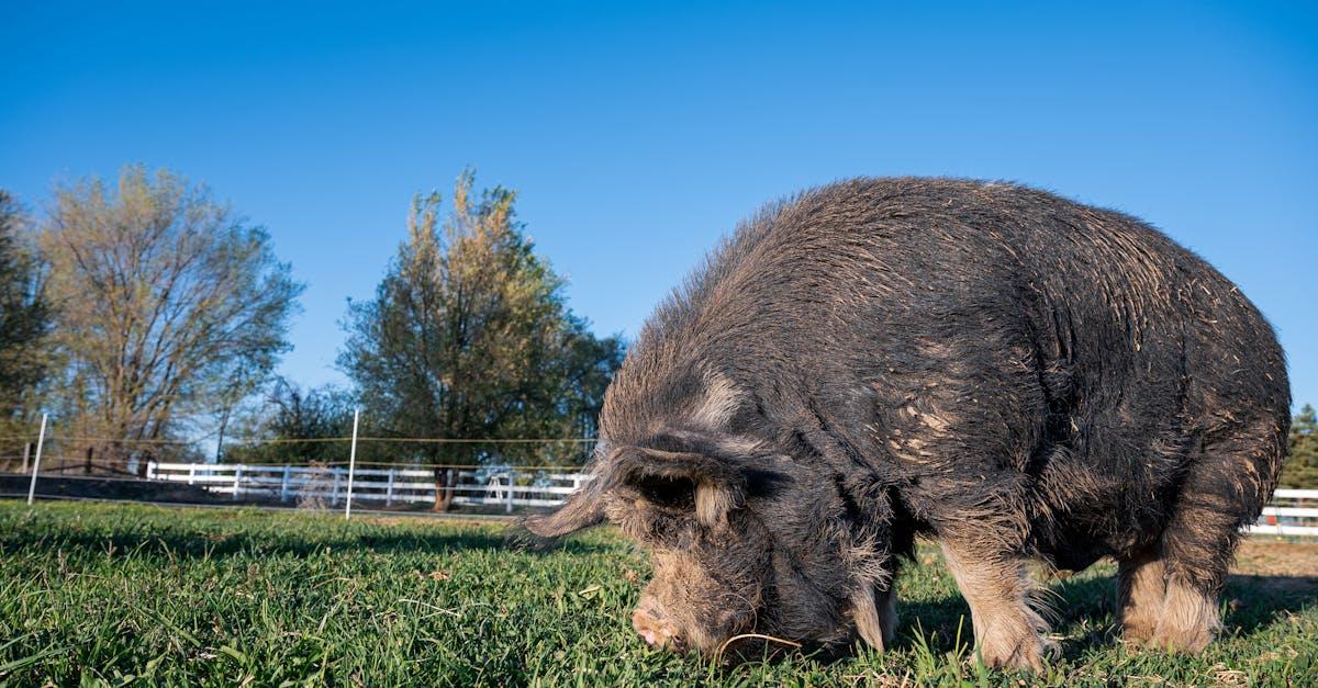 découvrez tout sur le terme 'sow' : sa signification, ses usages variés en français et en anglais, et des exemples pour mieux le comprendre. idéal pour enrichir votre vocabulaire !