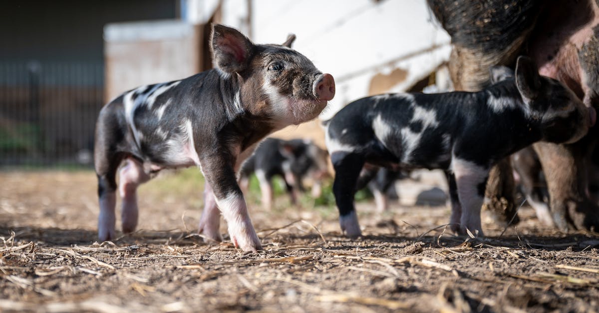 découvrez tout ce qu'il faut savoir sur le sow (statement of work) : définition, utilité, rédaction et conseils pour réussir la gestion de vos projets professionnels.