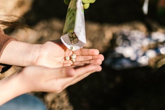 Comment se nomme la femelle de l’ours ?