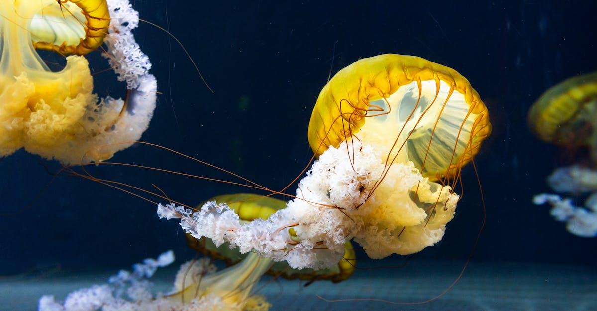 découvrez le monde fascinant des créatures venimeuses, leurs défenses naturelles, leurs habitats et les risques qu'elles représentent. informez-vous sur les espèces les plus redoutables et les précautions à prendre face aux animaux venimeux.
