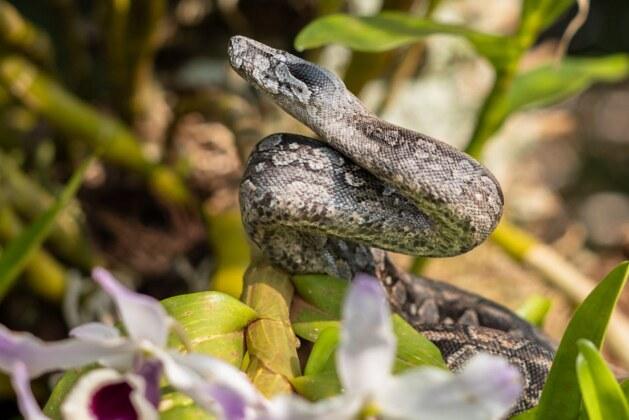 Quelle est la différence entre vénéneux et venimeux ?