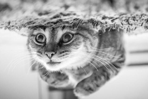 Quel dessin animé a captivé le plus de spectateurs dans le monde ?