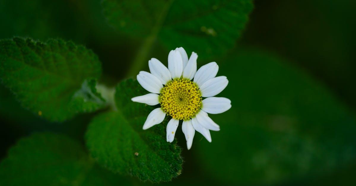 découvrez tout sur le concept d'approximation : méthodes, applications et importance en mathématiques et sciences.