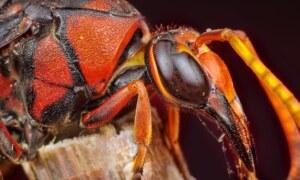 Pourquoi il ne faut surtout pas écraser un frelon asiatique ?