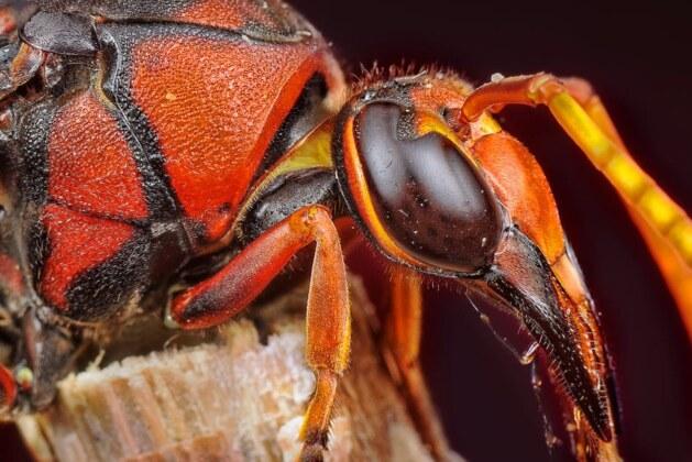 Pourquoi il ne faut surtout pas écraser un frelon asiatique ?