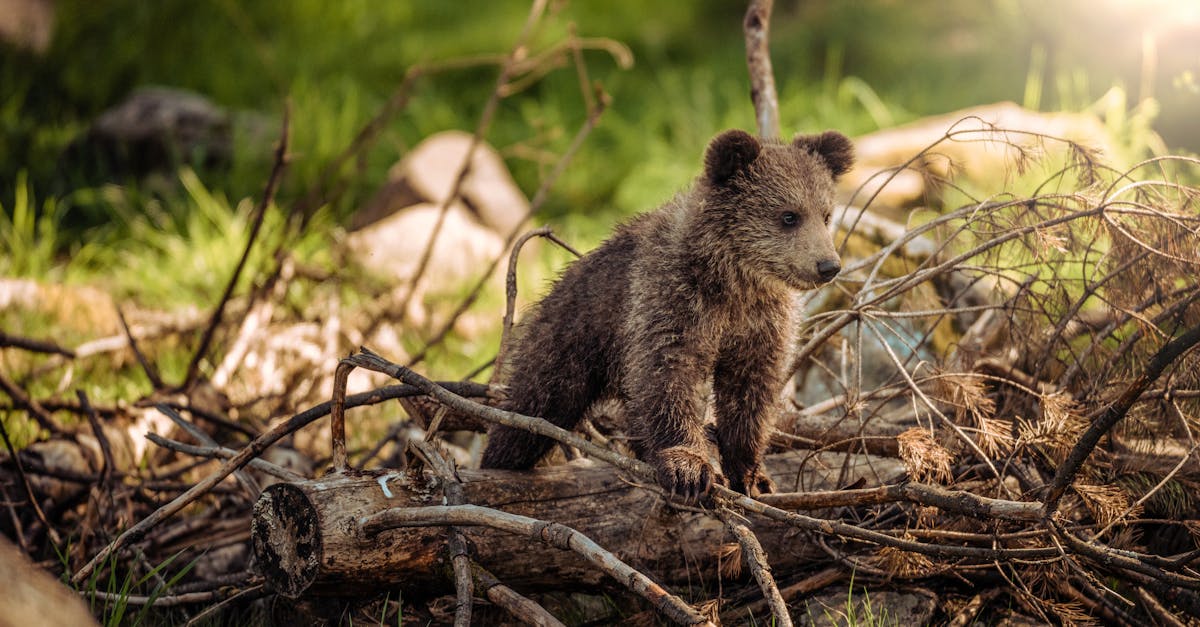découvrez tout sur le petit blaireau : son habitat, son alimentation et son comportement unique. apprenez à connaître ce jeune mammifère fascinant.