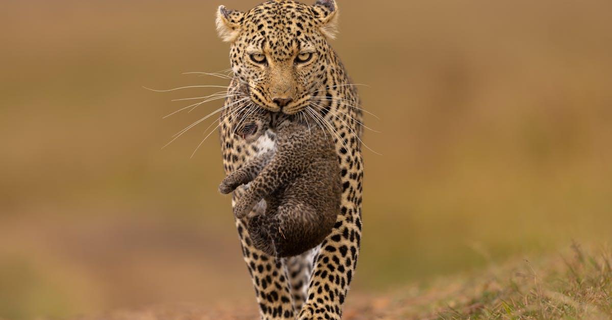 découvrez tout sur le petit blaireau, son habitat, son comportement et son rôle dans la nature. apprenez à mieux connaître ce jeune mammifère fascinant.