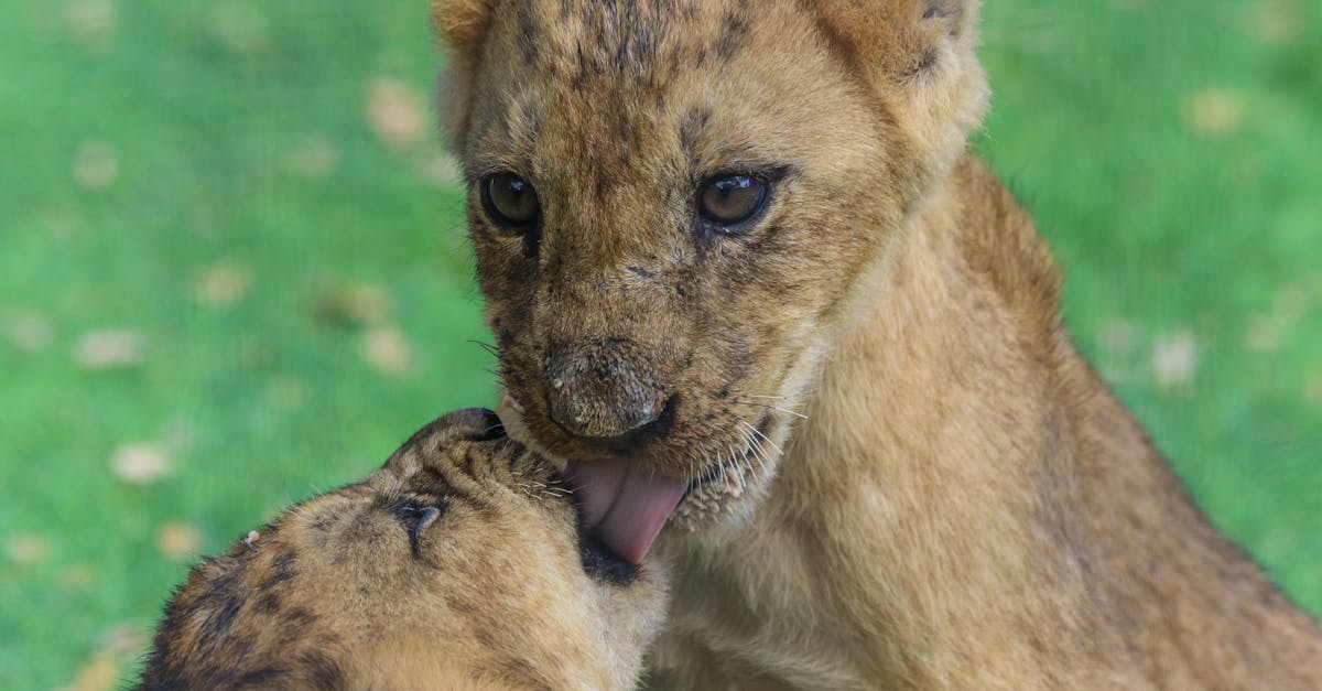 découvrez tout sur les petits blaireaux : leur habitat, comportement et curiosités fascinantes des badger cubs.