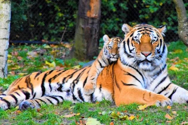 Comment s’appelle le petit blaireau ?