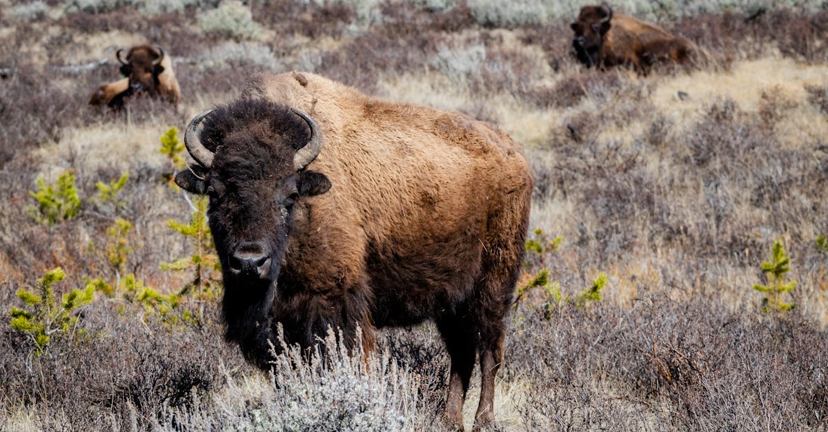 découvrez bison futé, le service d'information routière qui vous aide à planifier vos trajets en évitant les embouteillages et les zones de circulation dense.