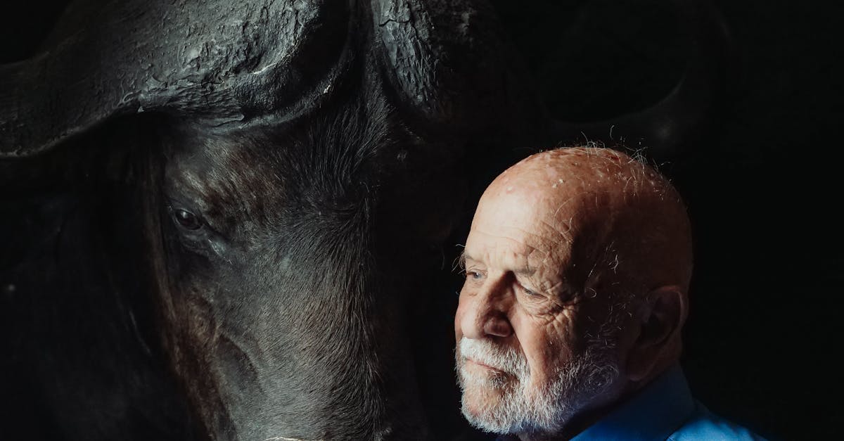 bison futé : découvrez les conseils et prévisions du trafic pour organiser vos déplacements en toute sérénité.