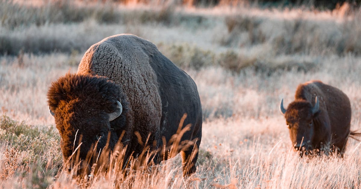 découvrez toutes les informations clés et conseils pratiques de bison futé pour faciliter vos déplacements et éviter les embouteillages sur les routes françaises.