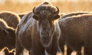 D’où vient le nom ‘Bison Futé’ et quelle est son origine ?