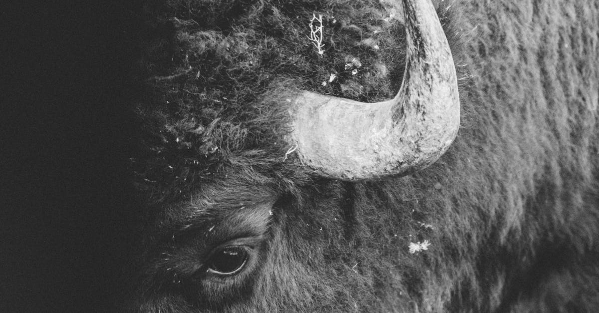 bison futé : informations et conseils pratiques pour optimiser vos déplacements et éviter les embouteillages en france.