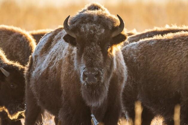D’où vient le nom ‘Bison Futé’ et quelle est son origine ?