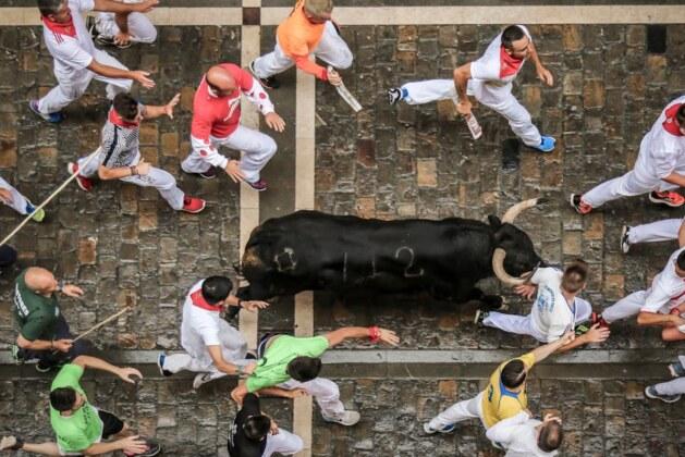 Quelle est la différence entre un bœuf et un taureau ?