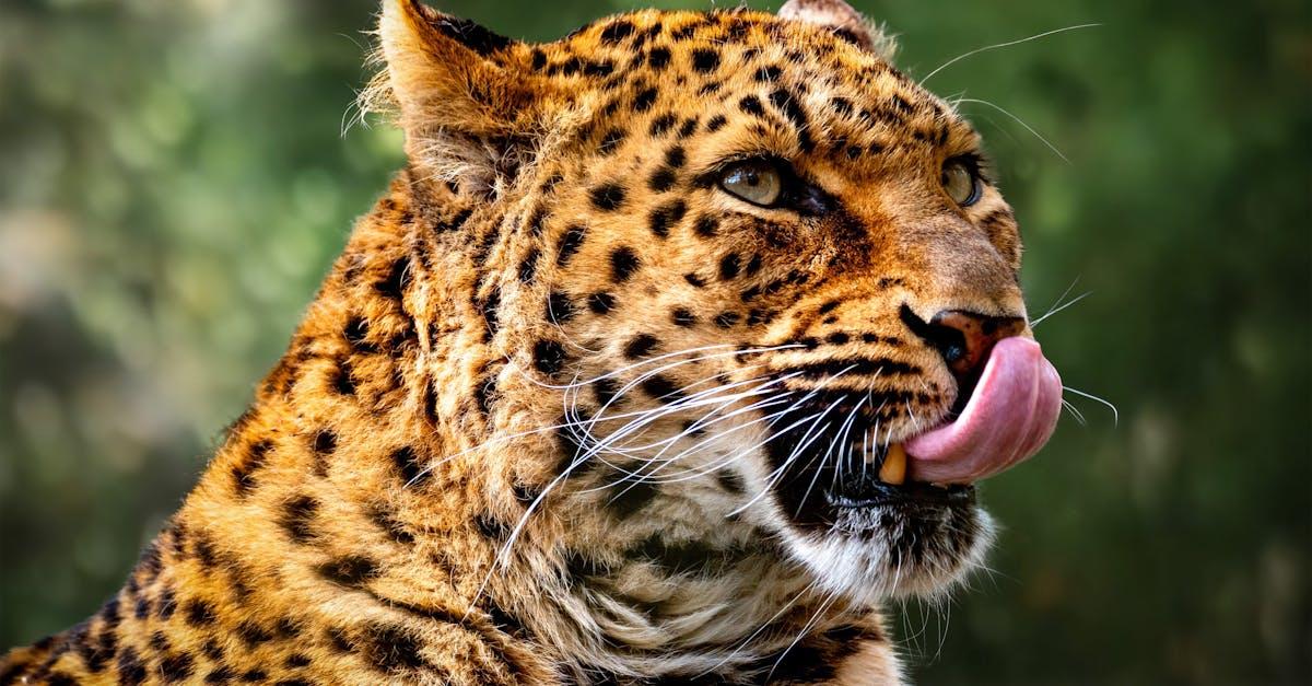 découvrez la vitesse impressionnante des chats, ces animaux agiles et rapides, capables de s'élancer en un éclair pour attraper leur proie ou explorer leur environnement.