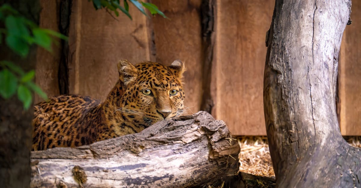 découvrez la vitesse étonnante des chats, leurs capacités de course et comment ces félins agile restent rapides et en forme.