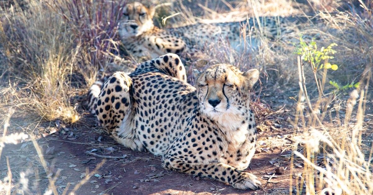découvrez la vitesse impressionnante des chats, leurs capacités de course et comment ils utilisent leur agilité pour chasser et jouer.