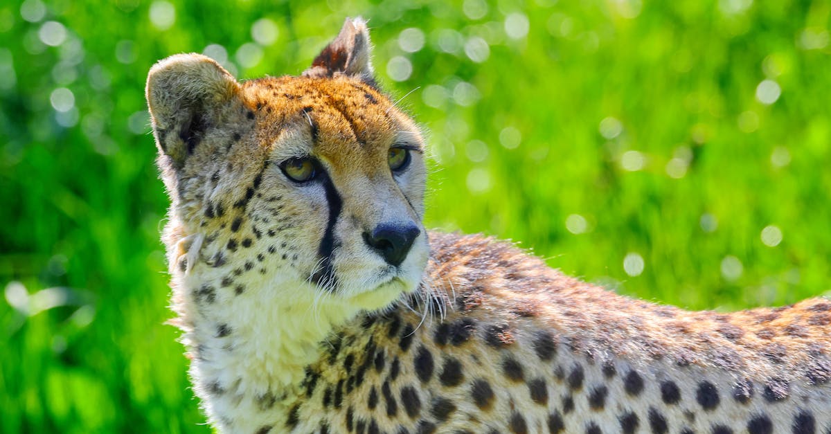 découvrez à quelle vitesse les chats peuvent courir, leurs capacités étonnantes et les faits fascinants sur la rapidité de ces animaux agiles.