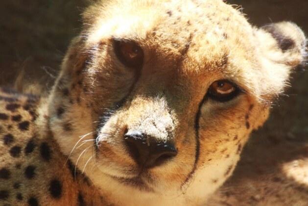 Quelle est la vitesse maximale de course d’un chat ?