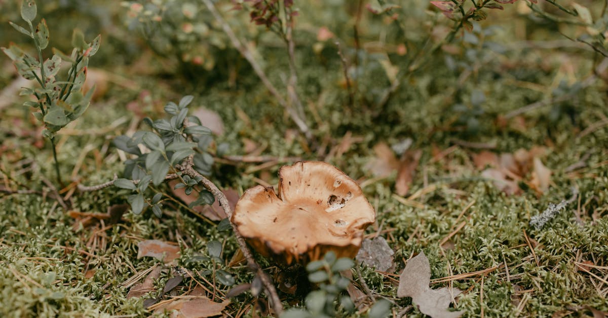 découvrez la chanterelle, un champignon délicieux aux saveurs subtiles, idéal pour rehausser vos plats automnaux et vos recettes gourmandes.
