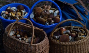 Quelle est la différence entre la girolle et la chanterelle ?