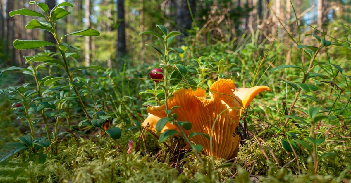 découvrez tout sur la chanterelle, un champignon savoureux très apprécié en cuisine pour son goût délicat et sa texture unique.