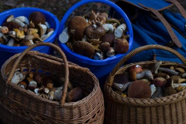 Quelle est la différence entre la girolle et la chanterelle ?