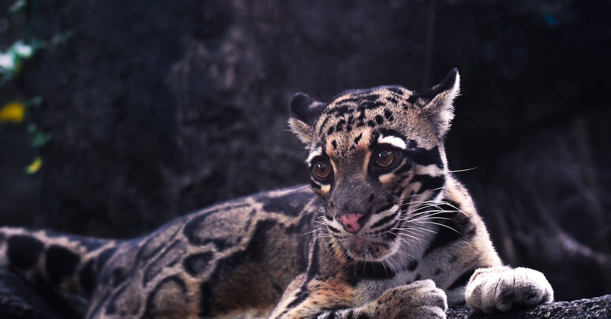 découvrez tout sur les cubs : astuces, conseils et informations utiles pour bien les connaître et les apprécier au quotidien.