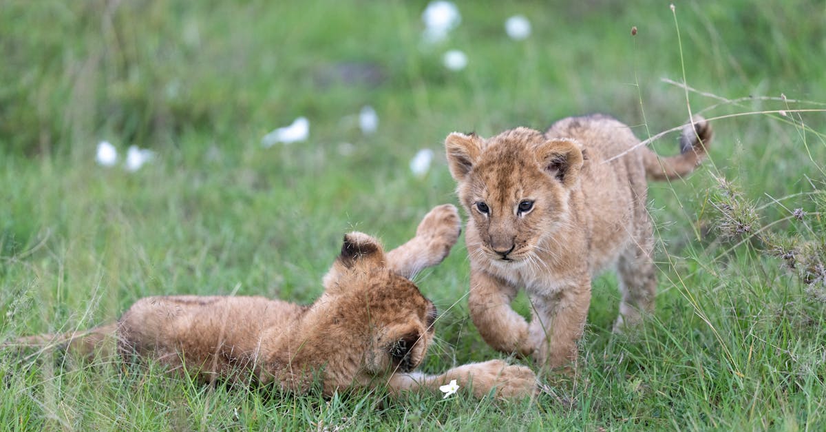 découvrez notre sélection de cubs, des compagnons adorables et pleins d'énergie, parfaits pour toute la famille. explorez nos conseils et astuces pour bien prendre soin de votre cub.