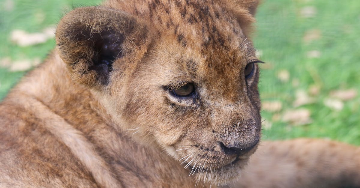découvrez tout sur le terme 'cub' : définition, significations et utilisations courantes en français. informez-vous rapidement grâce à notre guide complet.