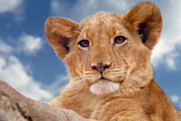 Comment appelle-t-on un bébé tigre à la naissance ?