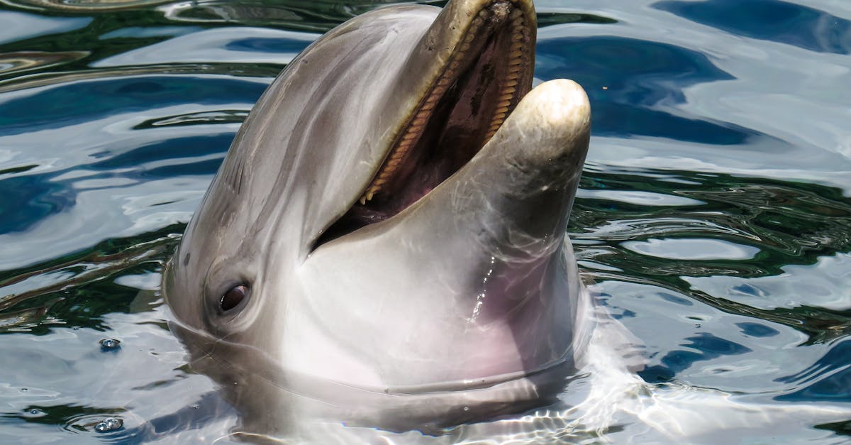 découvrez les différences entre le dauphin et le marsouin : caractéristiques, comportements et habitat pour mieux comprendre ces deux mammifères marins souvent confondus.