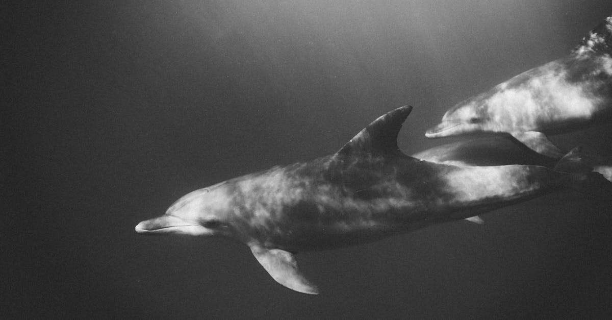 découvrez les différences clés entre les dauphins et les marsouins, deux mammifères marins souvent confondus. apprenez à les reconnaître facilement grâce à notre guide comparatif.