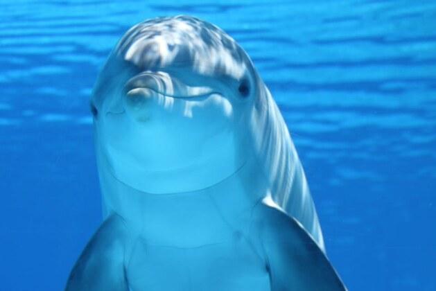 Comment distinguer un dauphin d’un marsouin ?