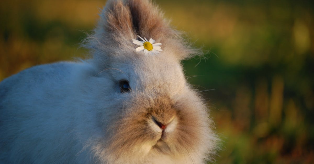 découvrez l'espérance de vie moyenne des lapins domestiques et comment en prendre soin pour prolonger leur durée de vie.