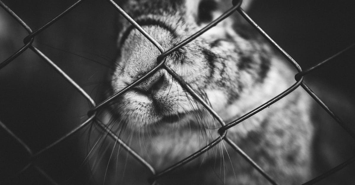 découvrez la durée de vie moyenne des lapins domestiques et comment en prendre soin pour assurer leur bien-être et longévité.
