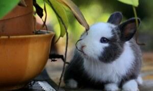 Quelle est la durée de vie d’un lapin domestique et ce qu’il faut savoir ?