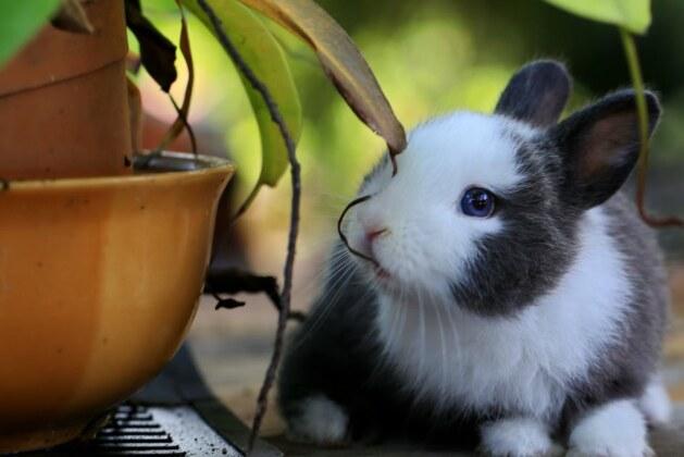 Quelle est la durée de vie d’un lapin domestique et ce qu’il faut savoir ?