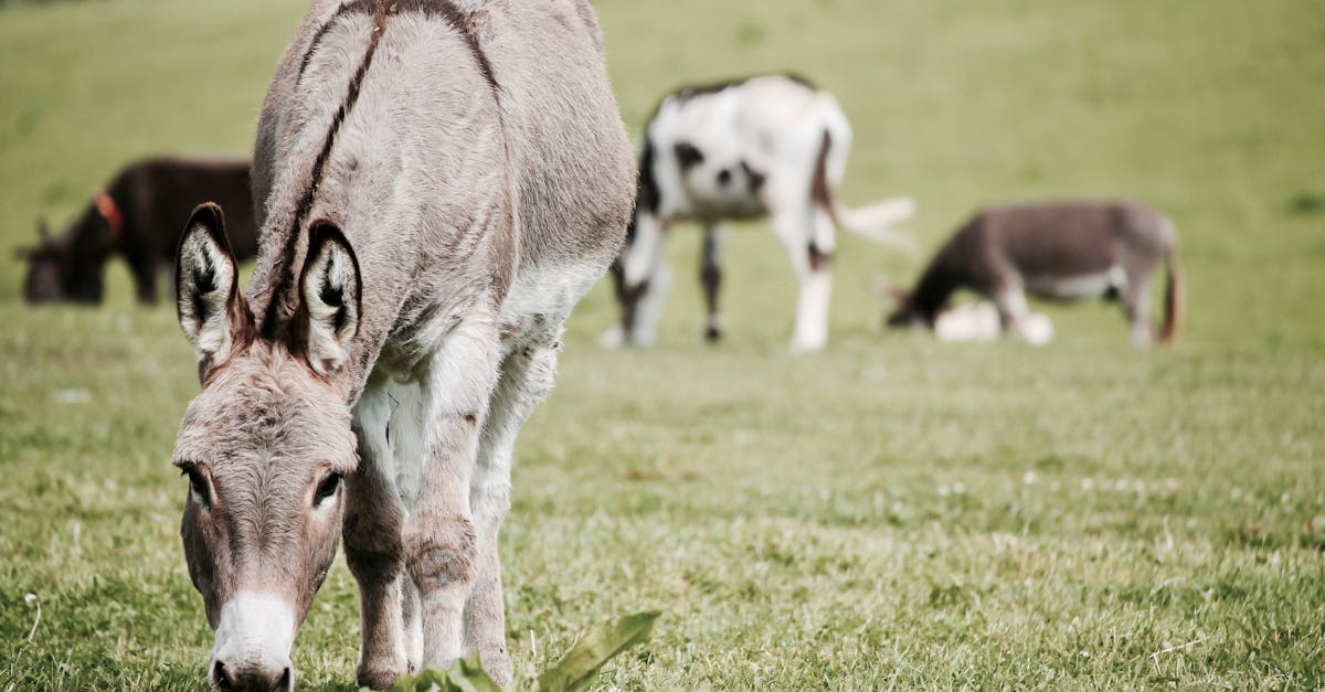 découvrez tout sur l'âne : ses caractéristiques, son habitat, son rôle dans l'agriculture et son importance culturelle.