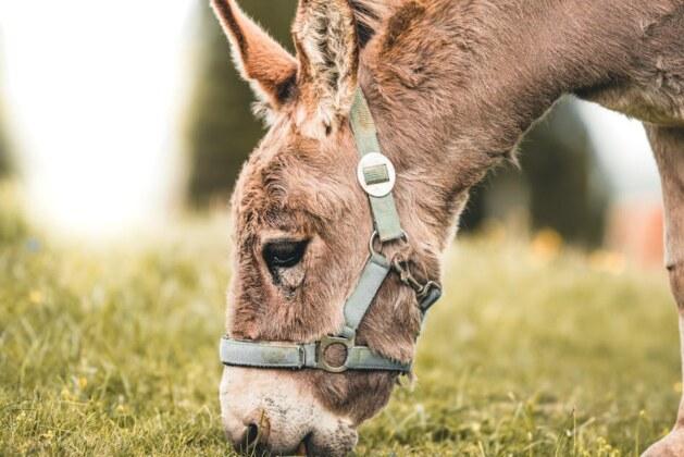 Quelle est la différence entre un âne, une mule et un baudet ?