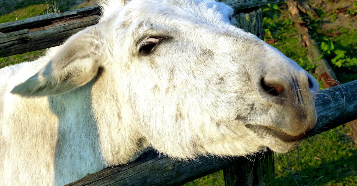 découvrez tout sur le poulain d'âne : son développement, son comportement et ses particularités uniques. apprenez à connaître ce jeune équidé attachant.
