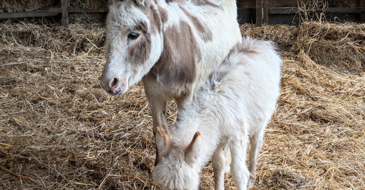 découvrez tout sur le poulain d'âne : son développement, ses caractéristiques uniques et comment en prendre soin pour assurer sa santé et son bien-être.