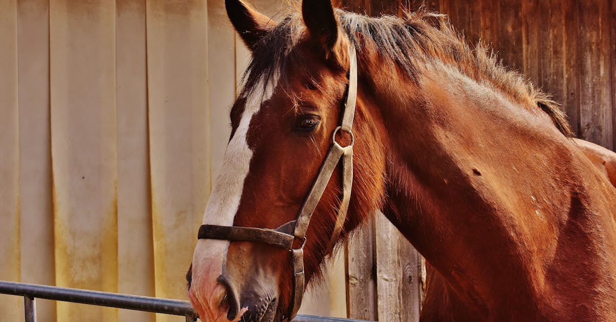 découvrez tout sur le ânon, le jeune âne, son développement et ses caractéristiques uniques.