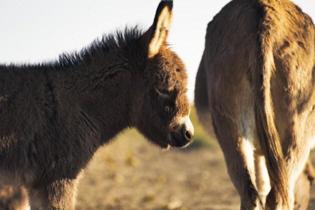 Comment appelle-t-on le petit de l’âne ?