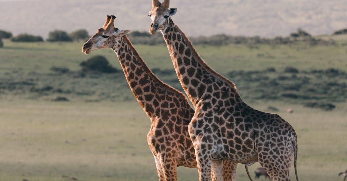 découvrez les vocalisations uniques des girafes, leurs sons communicationnels et leur rôle dans la vie sociale de ces majestueux animaux.