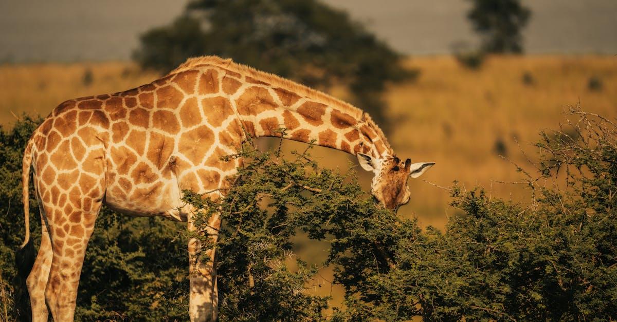 découvrez les vocalisations uniques de la girafe, leurs sons et communications fascinants dans leur habitat naturel.
